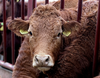 Piątka Kaczyńskiego uderza w hodowców bydła mięsnego i producentów mleka