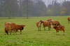 Wszystko co musisz wiedzieć o jesiennym odrobaczaniu bydła
