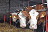 Jak zapobiegać niedoborom selenu u krów?