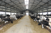 Jak wygląda produkcja mleka w stadzie 3 tys. sztuk bydła?