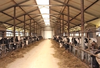 Dania wprowadza zakaz trzymania bydła na uwięzi