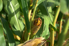 Żniwa kukurydziane 2020 – jaki plon z ha w poszczególnych regionach?