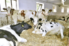 Jakie są przyczyny poronień u krów?