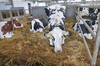 Jak rozpoznać syndrom stłuszczonej wątroby u krowy?