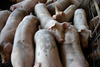 Dramat rolników hodujących świnie. Cena żywca pikuje!