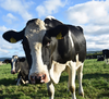 W 2021 roku wzrośnie globalny popyt na wołowinę. Czy skorzystają na tym polscy rolnicy?
