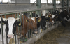 Jakie są zalety krzyżowania międzyrasowego bydła mlecznego?
