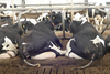 Skrócenie odpoczynku krowy o godzinę to o 1 kg mleka mniej