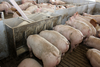 Czy kwasy tłuszczowe pomogą w ochronie świń przed ASF?