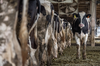 Jak pokrewieństwo wpływa na wydajność mleczną krów?