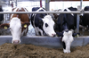 Czy mleko od krów HF jest lepsze od mleka mieszańców?