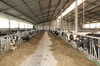 Poprawa parametrów rozrodu w stadzie krów wymaga pracy