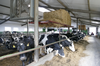 Jak nowoczesne technologie mogą ułatwić pracę w gospodarstwie mlecznym?
