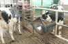 Dlaczego krowy potrzebują lizawek z sodem i jaką dawkę dobrać?