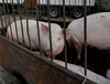 Dlaczego ceny świń tak dramatycznie spadły?