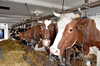 U krów z ketozą wydajność mleczna spada nawet o 30%