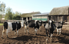 Mobilna mieszalnia pasz pozwala zaoszczędzić czas i pieniądze w hodowli krów mlecznych