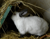 Jakie warunki zapewnić królikom, aby nie chorowały?