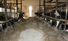Brak ziemi ogranicza rozwój gospodarstw mlecznych