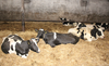 Jakie są zalety utrzymywania krów na głębokiej ściółce?