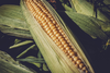 Kukurydza dopuszczona do handlu na Platformie Żywnościowej