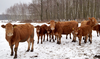 Ceny bydła – ile skupy płacą za byki, za jałówki, a ile za krowy?