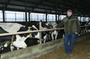 Rolnicy spod Węgrowa wiedzą jak hodować bydło. Średnia wydajność krów tu to aż 13 800 kg mleka