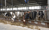 Czy cena skupu mleka w Polsce znacząco odbiega od niemieckiej czy duńskiej?