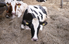 Jak ocenić stan rozrodu w stadzie krów mlecznych?